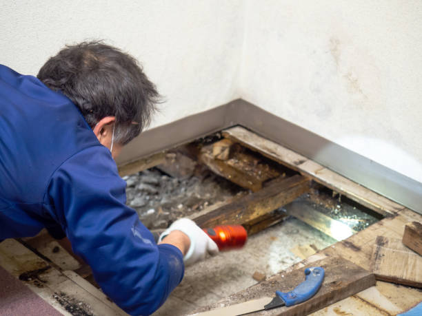 Best Toxic Mold Removal  in Montrose Ghent, OH