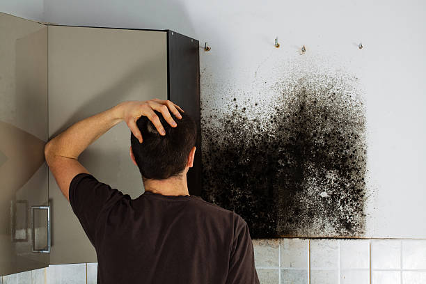 Best Mold Cleaning Services  in Montrose Ghent, OH